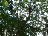 Aukštalipiai,medžių pjovimas,kelmų naikinimas. - nuotraukos Nr. 9