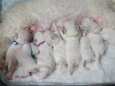 Kilmingi garbanotieji bišonai/ bichon frise - nuotraukos Nr. 28