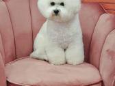 Kilmingi garbanotieji bišonai/ bichon frise - nuotraukos Nr. 30