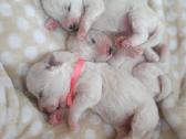 Kilmingi garbanotieji bišonai/ bichon frise - nuotraukos Nr. 29