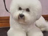 Kilmingi garbanotieji bišonai/ bichon frise - nuotraukos Nr. 35