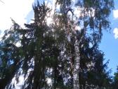 Aukštalipiai,medžių pjovimas,kelmų naikinimas. - nuotraukos Nr. 3