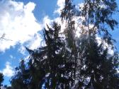 Aukštalipiai,medžių pjovimas,kelmų naikinimas. - nuotraukos Nr. 11