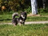 Čihuahua patinukas kergimui - nuotraukos Nr. 4