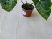 Syngonium Amerald Gem kolekcinis augalas.arba Alba - nuotraukos Nr. 10