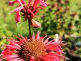 Monarda - nuotraukos Nr. 14