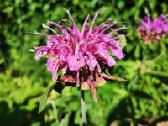 Monarda - nuotraukos Nr. 17