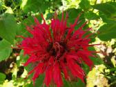 Monarda - nuotraukos Nr. 20