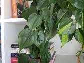 Philodendron Scandens karpiniai - nuotraukos Nr. 3