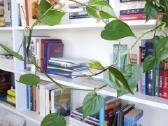 Philodendron Scandens karpiniai - nuotraukos Nr. 2