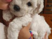 Kilmingi garbanotieji bišonai/ bichon frise - nuotraukos Nr. 31