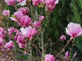 Solandžo magnolija - nuotraukos Nr. 20