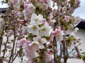 Sakura Amonagawa - nuotraukos Nr. 17