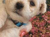 Kilmingi garbanotieji bišonai/ bichon frise - nuotraukos Nr. 27