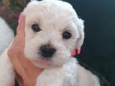 Kilmingi garbanotieji bišonai/ bichon frise - nuotraukos Nr. 18
