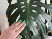Monstera deliciosa