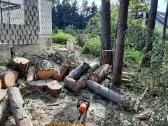 Aukštalipiai,medžių pjovimas,kelmų naikinimas. - nuotraukos Nr. 17