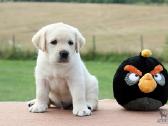 Kilmingi Labradoro retriverių veislės šuniukai - nuotraukos Nr. 26