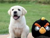 Kilmingi Labradoro retriverių veislės šuniukai - nuotraukos Nr. 16