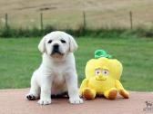 Kilmingi Labradoro retriverių veislės šuniukai - nuotraukos Nr. 28