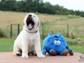 Kilmingi Labradoro retriverių veislės šuniukai - nuotraukos Nr. 29