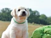 Kilmingi Labradoro retriverių veislės šuniukai - nuotraukos Nr. 32