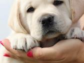 Kilmingi Labradoro retriverių veislės šuniukai - nuotraukos Nr. 19