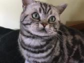 Zaliaakis Silver tabby su dok kergimui