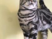Zaliaakis Silver tabby su dok kergimui - nuotraukos Nr. 2