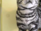 Zaliaakis Silver tabby su dok kergimui - nuotraukos Nr. 3
