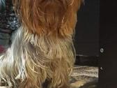 Jorkšyro patinukas kergimui - nuotraukos Nr. 3