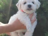 Kilmingi garbanotieji bišonai/ bichon frise - nuotraukos Nr. 6