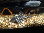 L šamai, pleco, žuvys, žuvytės