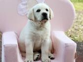 Kilmingi Labradoro retriverių veislės šuniukai - nuotraukos Nr. 24