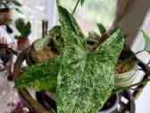 Syngonijus ;Mohito; - nuotraukos Nr. 12