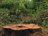 Kelmų naikinimas išfrezuojant - nuotraukos Nr. 20