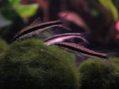 Žuvys ir žuvytės akvariumams Šiauliai - nuotraukos Nr. 3
