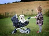 Kilmingi Labradoro retriverių veislės šuniukai - nuotraukos Nr. 23