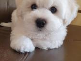 Kilmingi garbanotieji bišonai/ bichon frise - nuotraukos Nr. 19