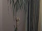 Parduodama dracena