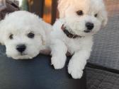 Kilmingi garbanotieji bišonai/ bichon frise - nuotraukos Nr. 7