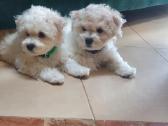 Kilmingi garbanotieji bišonai/ bichon frise - nuotraukos Nr. 24