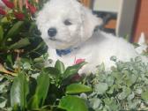 Kilmingi garbanotieji bišonai/ bichon frise - nuotraukos Nr. 25