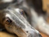 Šunu ir kačiu kirpykla Kauno Centre - veterinaras - nuotraukos Nr. 2