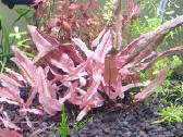 Cryptocoryne flamingo - nuotraukos Nr. 13