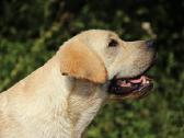 Labradoro retriveris reproduktorius - nuotraukos Nr. 5
