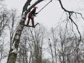 Medžių pjovimas ir genėjimas Greitas Atvykimas - nuotraukos Nr. 9