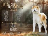 Akita Inu patinas kergimui.