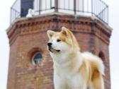 Akita Inu patinas kergimui. - nuotraukos Nr. 3