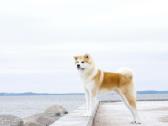 Akita Inu patinas kergimui. - nuotraukos Nr. 4